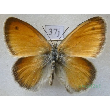 Coenonympha pamphilus (Linnaeus, 1758) male Strzępotek ruczajnik Czech37j